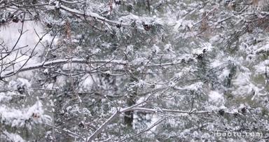冬天大雪中的松树林